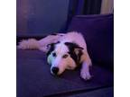 Adopt MOM a Siberian Husky, Mixed Breed