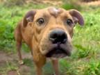 Adopt NALA* a Boxer