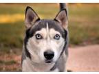 Adopt ATIKA a Husky