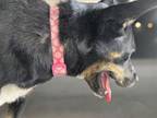 Adopt CLOVER* a Australian Cattle Dog / Blue Heeler, Mixed Breed