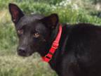 Adopt FERGIE* a Collie, Mixed Breed
