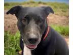 Adopt VESNA* a Labrador Retriever