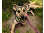 Adopt PARIS* a German Shepherd Dog