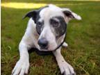 Adopt BANDIT a Dalmatian, Pit Bull Terrier