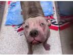 Adopt KIRBY a Pit Bull Terrier
