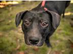 Adopt MAMAS a Pit Bull Terrier