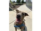 Adopt Harley a Pit Bull Terrier, Boxer