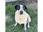 Adopt LULU a Australian Cattle Dog / Blue Heeler, Mixed Breed
