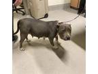 Adopt LUNA a Pit Bull Terrier