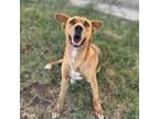 Adopt PANDORA a German Shepherd Dog, Mixed Breed