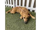 Adopt MAGGIE a American Staffordshire Terrier, Mixed Breed