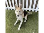 Adopt COCONUT a Siberian Husky, German Shepherd Dog