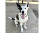 Adopt LOKI a American Staffordshire Terrier, Mixed Breed