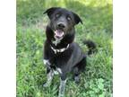 Adopt HONEY a Border Collie, Mixed Breed