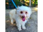 Adopt FIDDLE FADDLE a Poodle, Mixed Breed