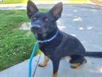 Adopt NIKKI a German Shepherd Dog, Australian Cattle Dog / Blue Heeler
