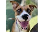 Adopt ELEKTRA a Labrador Retriever, Mixed Breed