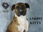 Adopt KITTY a Pit Bull Terrier