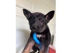 Adopt DORA THE EXLPORER a German Shepherd Dog