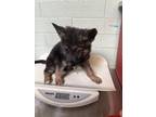 Adopt ANGELICA PICKLES a German Shepherd Dog