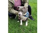 Adopt TRIXIE a Pit Bull Terrier
