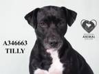 Adopt TILLY a Labrador Retriever, Mixed Breed