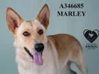 Adopt MARLEY a Labrador Retriever