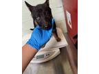Adopt BETTY BOOP a German Shepherd Dog