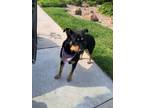 Adopt BLUE a Rottweiler, Mixed Breed