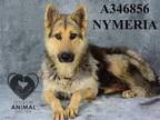 Adopt NYMERIA a German Shepherd Dog