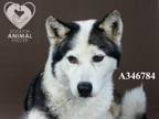Adopt TAMPA a Siberian Husky