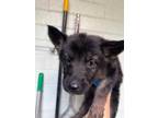 Adopt LOLA BUNNY a German Shepherd Dog