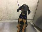 Adopt Dog a Doberman Pinscher