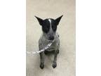 Adopt Dog a Australian Cattle Dog / Blue Heeler