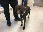 Adopt Dog a German Shorthaired Pointer