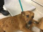 Adopt Dog a Rhodesian Ridgeback