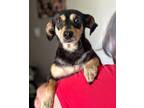 Adopt Lillian a Miniature Pinscher