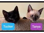 Adopt Tanya and Tucker a Siamese, Domestic Short Hair