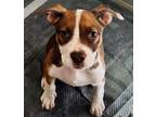 Adopt PEACHES a Pit Bull Terrier, Beagle