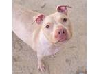 Adopt ARIEL a Pit Bull Terrier