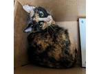 Adopt EGG NOODLE a Domestic Short Hair
