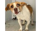Adopt SAPPHIRE a Parson Russell Terrier