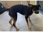 Adopt ROXANNE a German Shepherd Dog, Siberian Husky