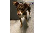 Adopt ROXI a Miniature Pinscher