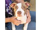 Adopt PRINCESS a Pit Bull Terrier, Mixed Breed