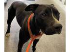Adopt STRIPEY a Pit Bull Terrier