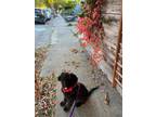 Adopt ZUZU a Poodle, Mixed Breed