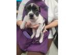 Adopt MABEL a Pit Bull Terrier