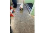 Adopt A691429 a Poodle