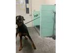 Adopt CHEECH a Doberman Pinscher